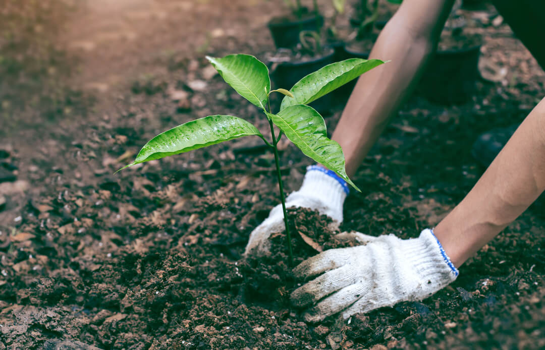 Lbox Communications plant two trees for every job completed